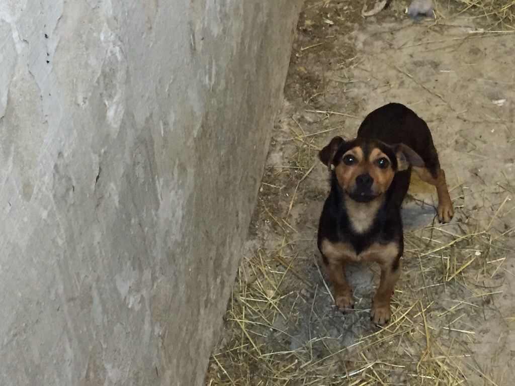 Black and tan jack russell for sale scotland countryside