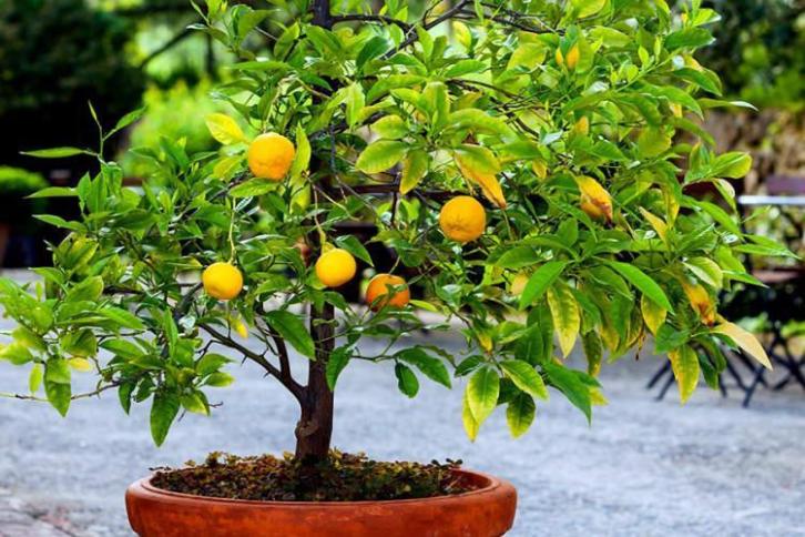 4 mediterrane fruitboompjes voor tuin of balkon