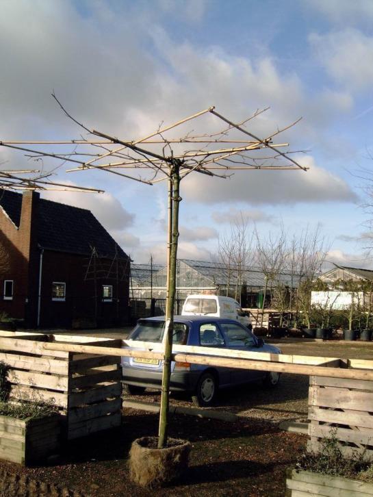 Dakplataan met een dak van 210 x210 cm. 25-30 stamomtrek