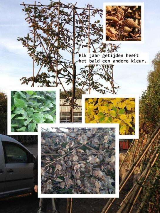 16 type bladhoudend wintergroen groenblijvend leibomen vanaf