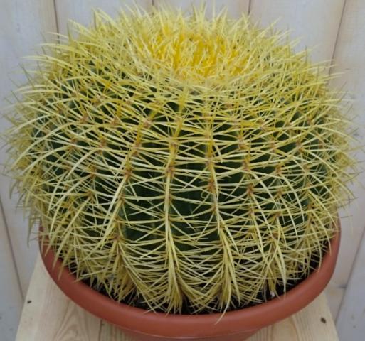 Cactus schoonmoedersstoel groot (Groene Kamerplanten)