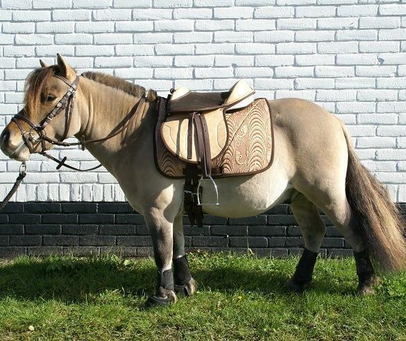nicht beu Doe een poging Heel veel leuke goedkope shetlander zadels en pony zadels!! Sint-Truiden -  De populaire verkoopsite in Vlaanderen