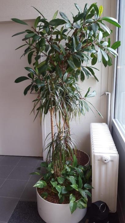 Hydrocultuur planten kantoorplanten incl. pot, KSB Den Bosch