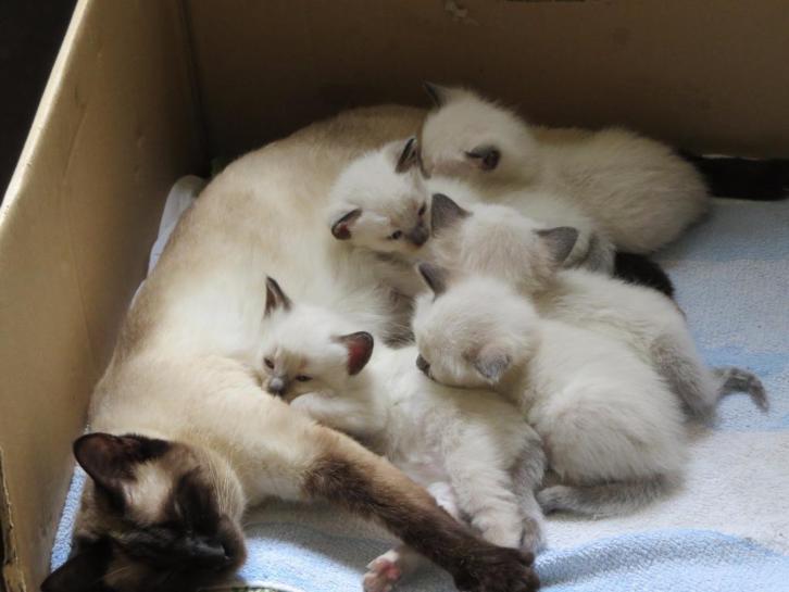Te koop: Siamees kittens