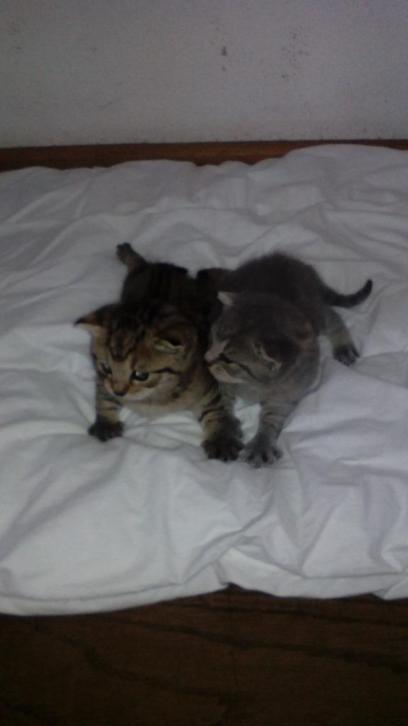 3 Raszuivere britse korthaar kittens geboren unieke kleur!