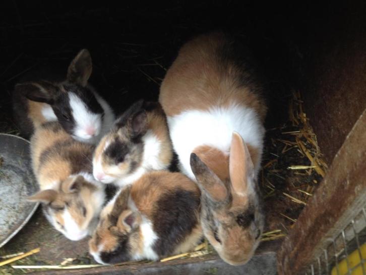 Jonge konijnen voor 5 euro