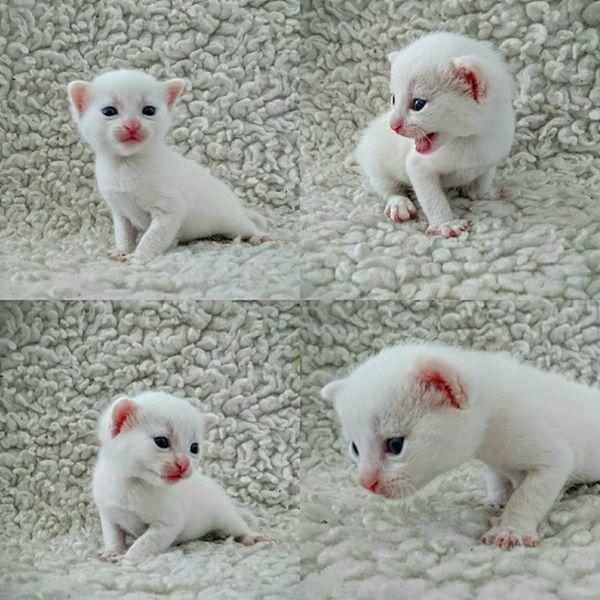 Lieve, volledige witte kitten! Waregem - Gratis Advertentie in Belgie; De belgische markt