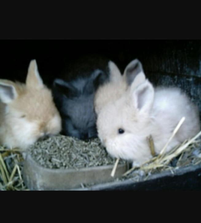 jonge baby konijntjes hangoor vos en dwergkonijntjes