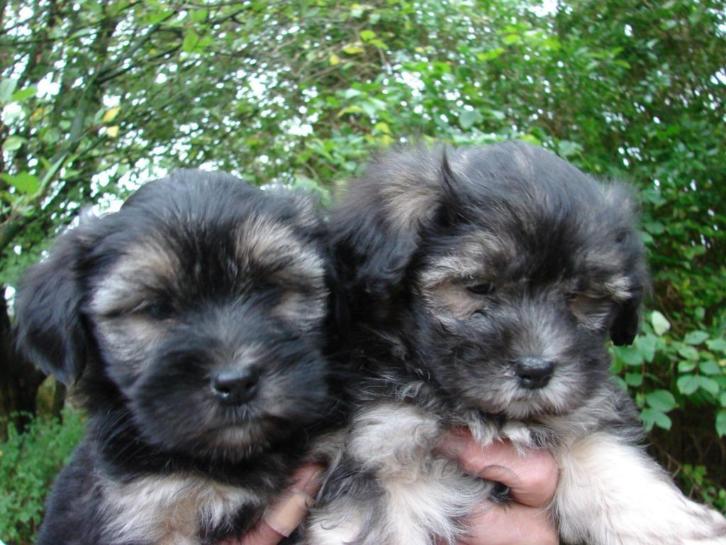 BOOMER pups ( MALTEZER met YORKSHIRE TERRIER ) Div.kleuren