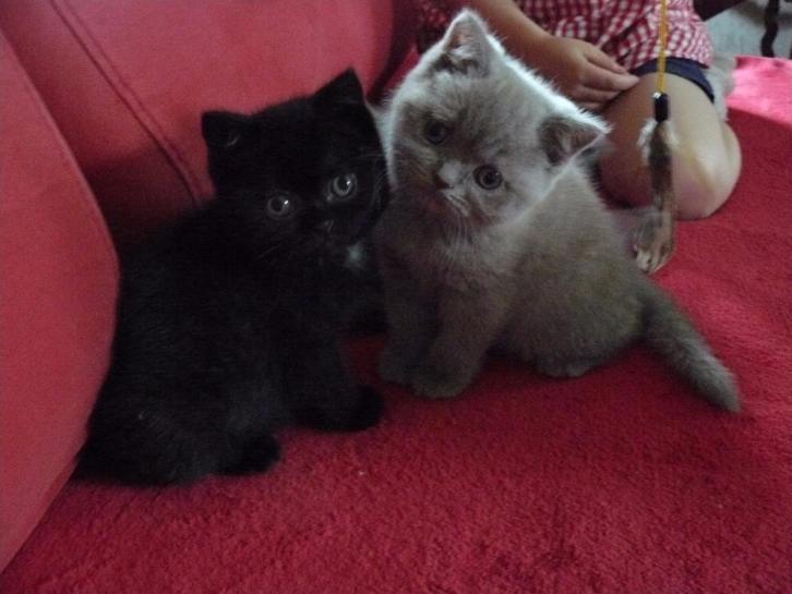 Brits korthaar kittens: Blue, Lilac, Black. WK. Kampioenen