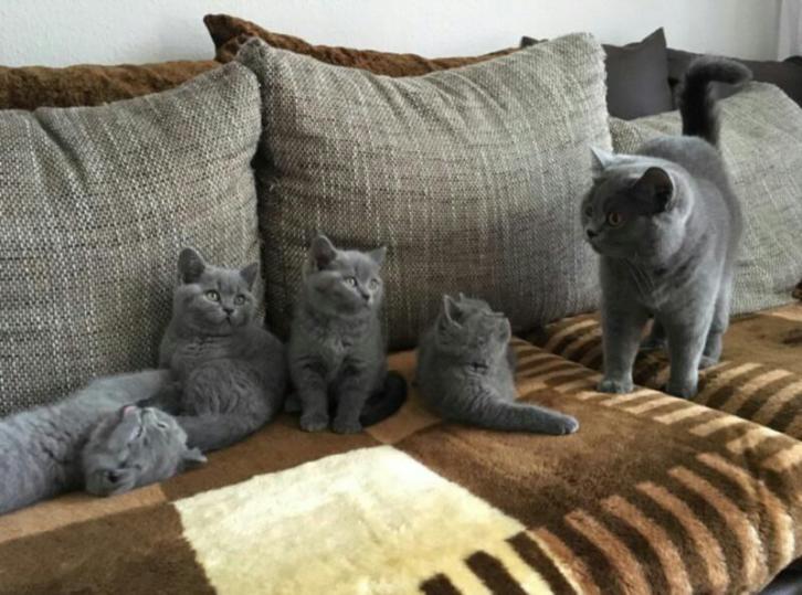 raszuivere Brits korthaar blauw Kittens mogen verhuizen