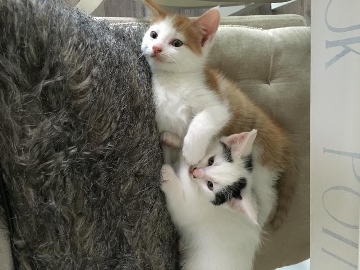 Twee hele lieve kittens