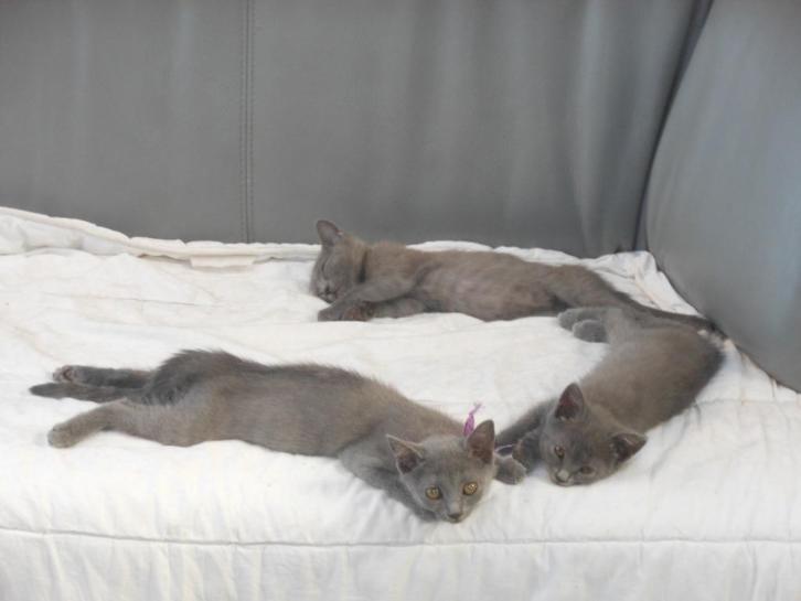 chartreux kittens