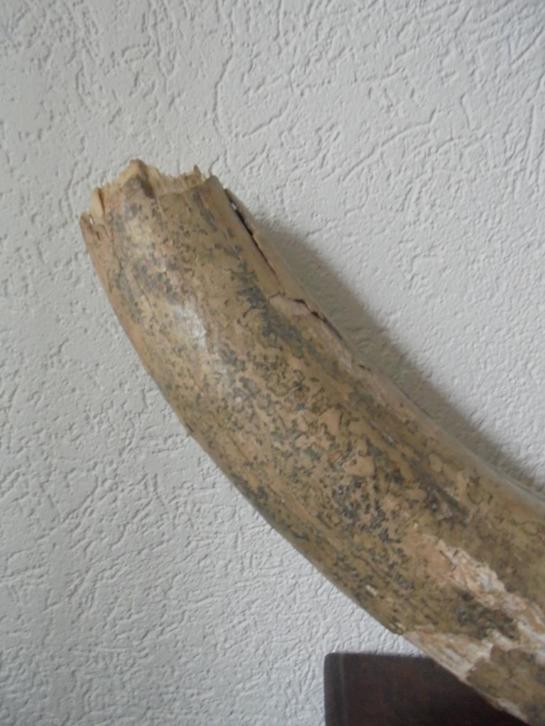 mammoettand slagtand ijstijd ,zoogdier fossiel 102 cm ,8kg