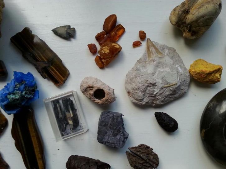 mineralen en fossielen megalodon
