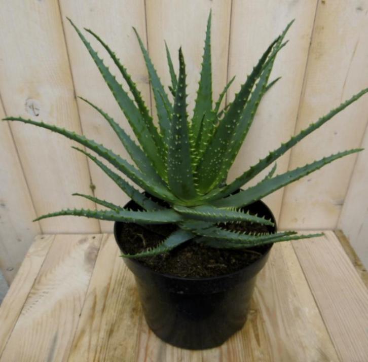 Aloe arborescens (Groene Kamerplanten, Kamerplanten)