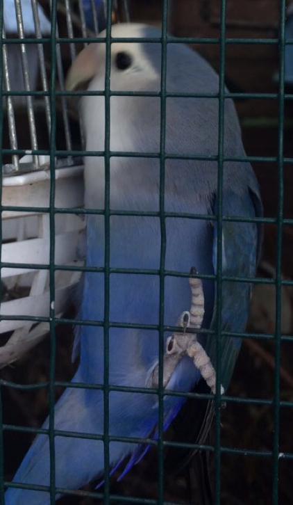 VERMIST blauw grijze witte Agapornis love bird dwergpapegaai