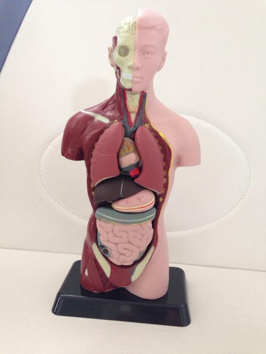 Anatomie model menselijk lichaam