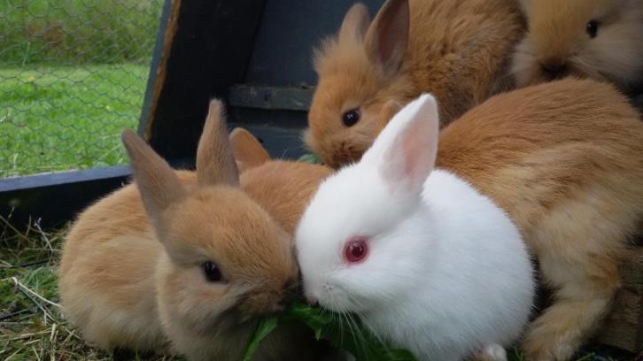 jonge konijnen zeer lief