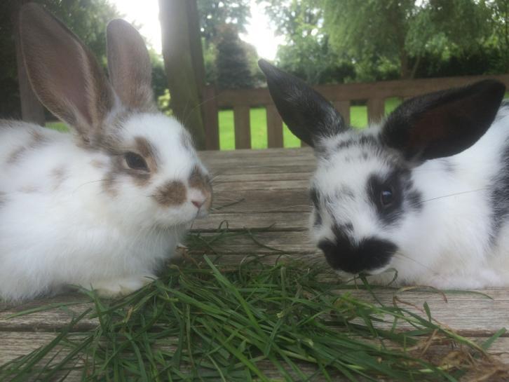 2 mooie konijntjes, bijna 10 weken oud