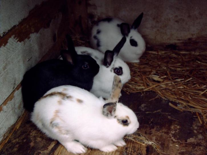 TE KOOP vijf jonge konijnen