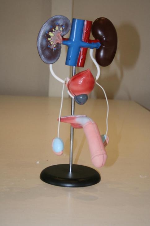 anatomische modellen en medische instrumenten