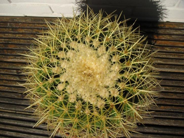 Grote Echinocactus grusonii