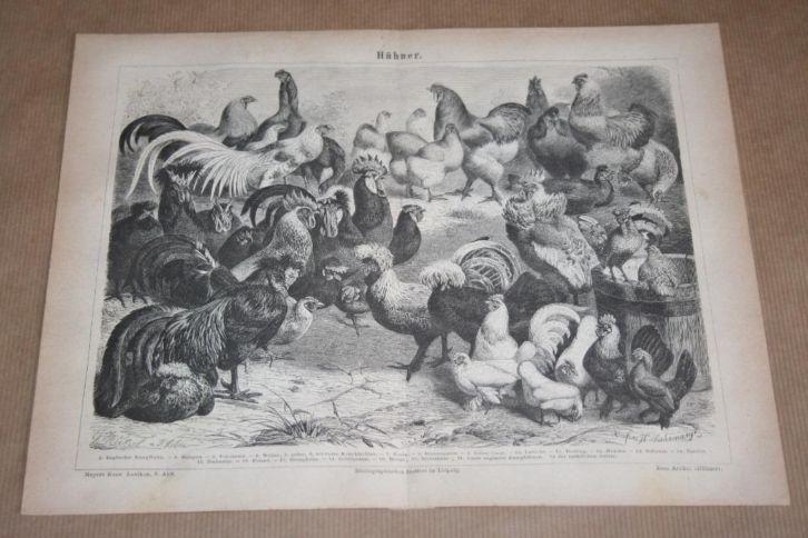 Antieke prent - Kippen (rassen) - 1875 !!