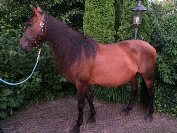 Prachtige Spaanse D-pony merrie 10 jaar #Kinderpony