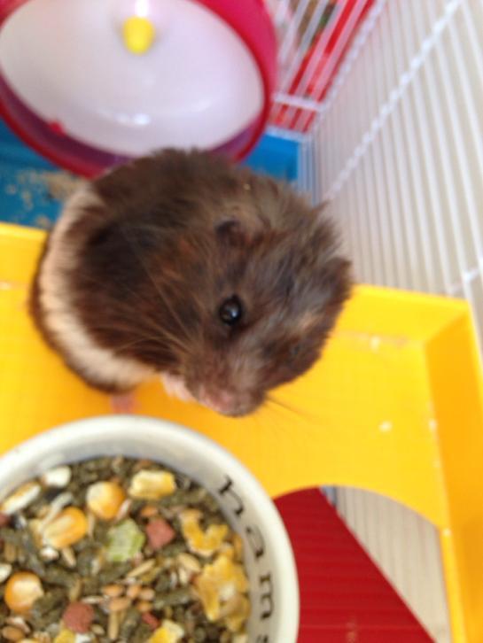 Hamsters zoeken lief baasje, Zie foto"s voor spullen